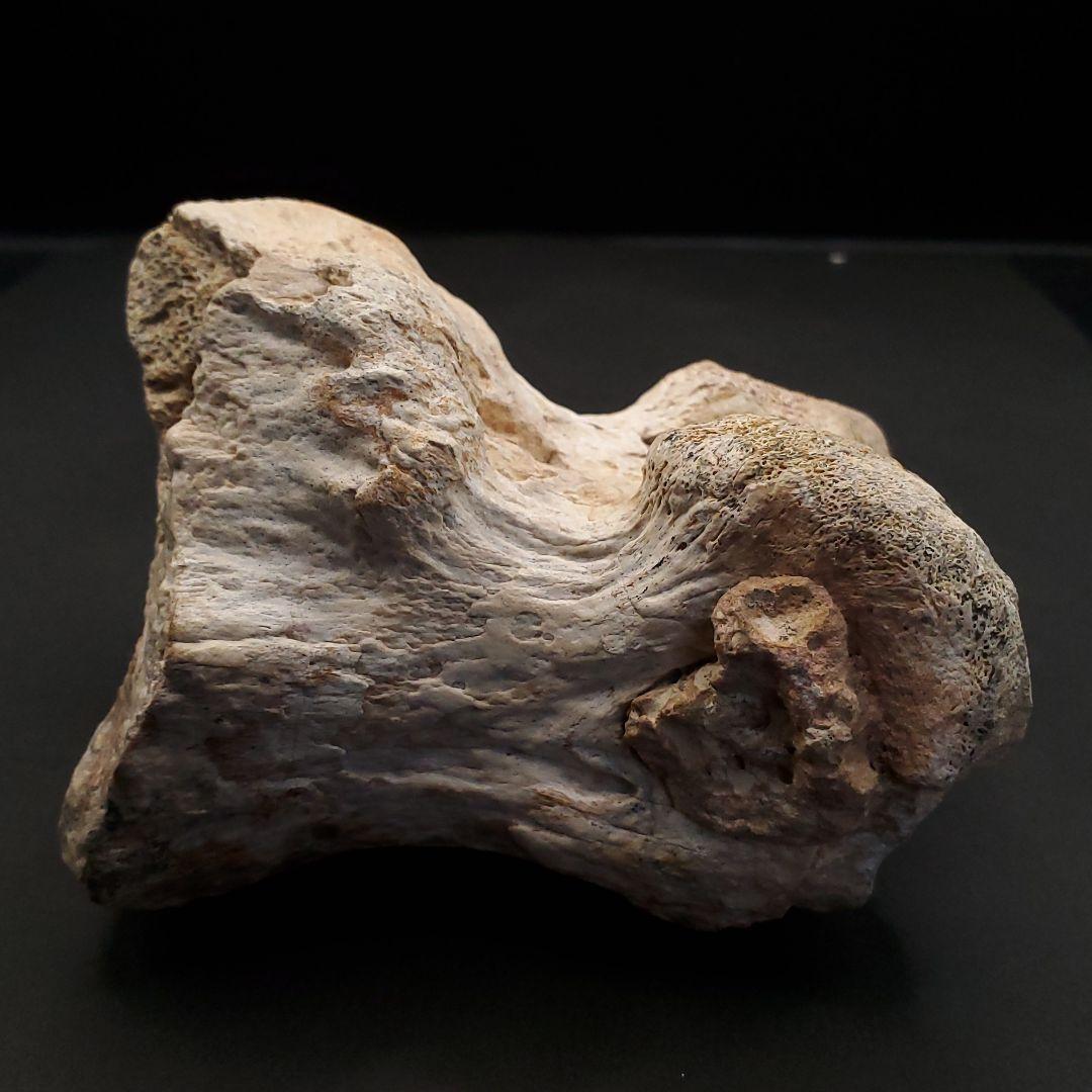 希少 ティラノサウルス類 化石 骨 恐竜 ゴビ砂漠産101.33mm fr87