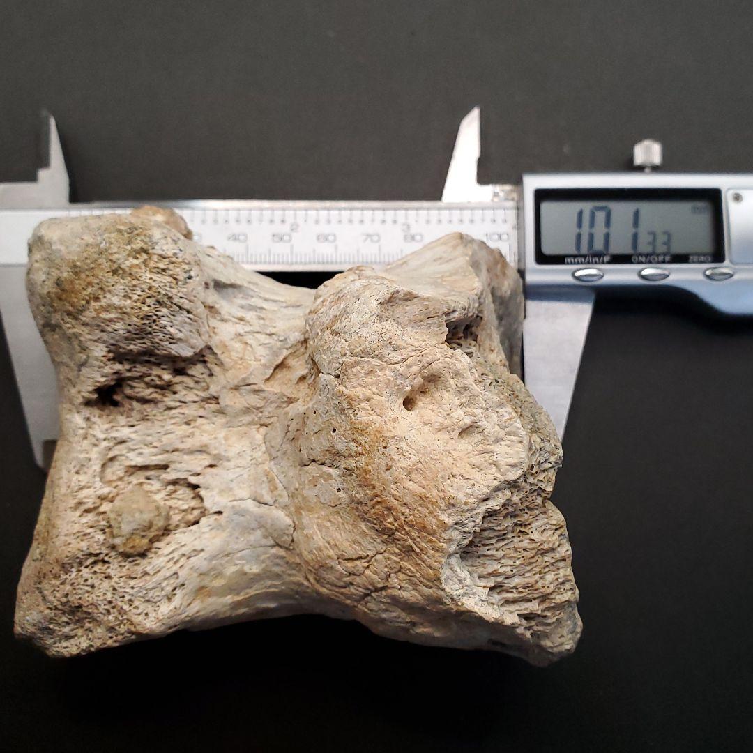 希少 ティラノサウルス類 化石 骨 恐竜 ゴビ砂漠産101.33mm fr87