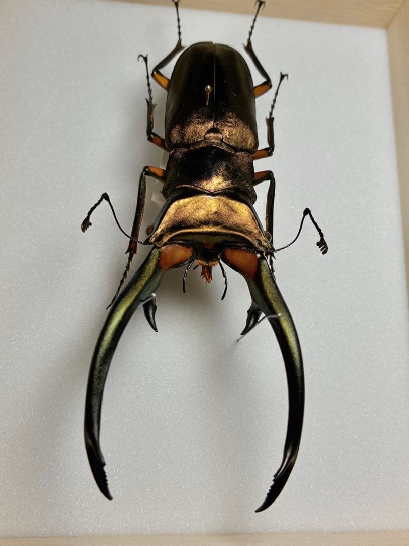 昆虫標本 大型エラフスホソアカ100mm 野外品