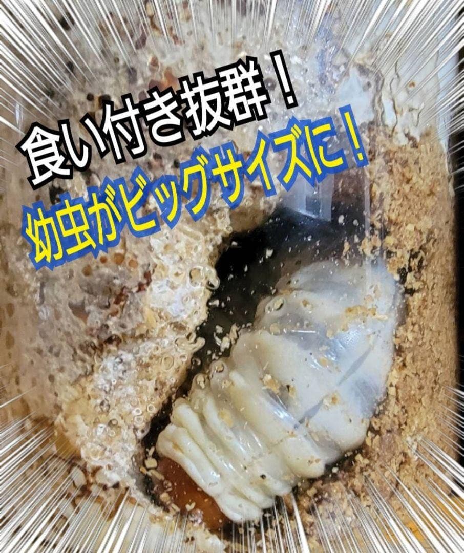 極上！カワラタケ菌糸瓶【9本】特殊アミノ酸強化配合！クワガタ幼虫