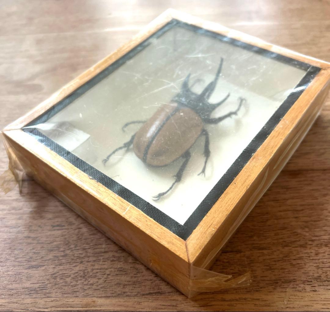 Eupatorus Graulomiris ゴホンツノカブトムシ 標本