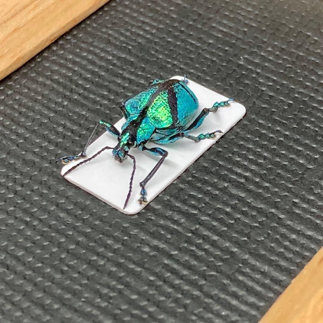 バッテン模様の南米のホウセキゾウムシ【標本】