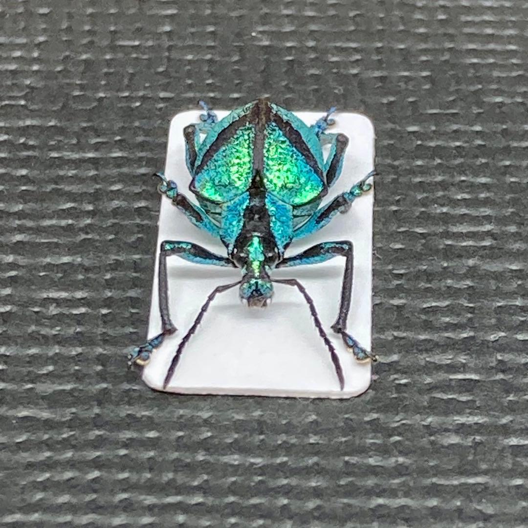 バッテン模様の南米のホウセキゾウムシ【標本】