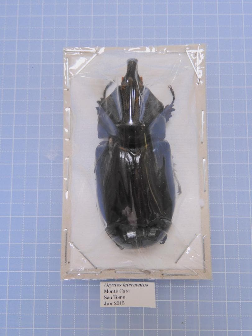 サオトメ島産 ラティカバトゥスサイカブト 63mm