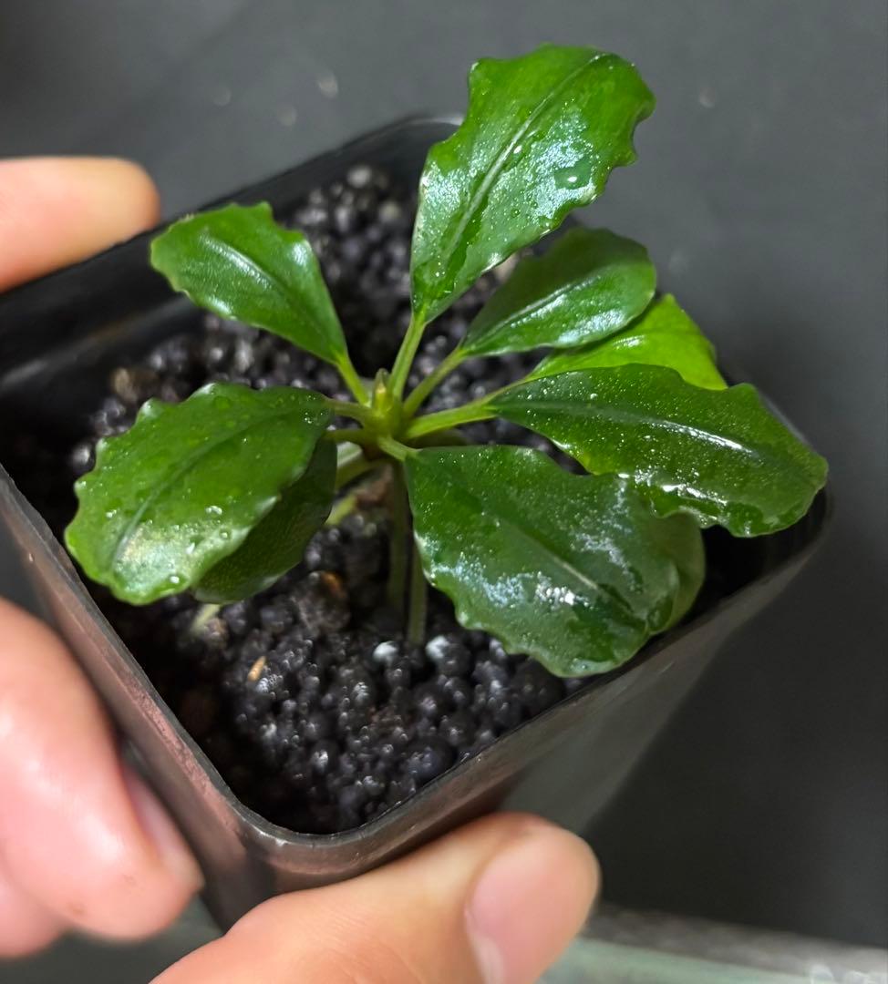 Bucephalandra sp. Sungai Ayak LA便