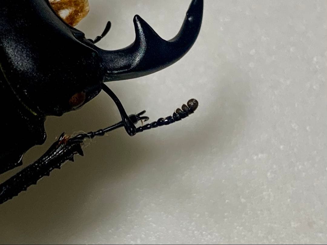 40mm】アオカミキリの仲間 Chloridolum klaesii？ 標本