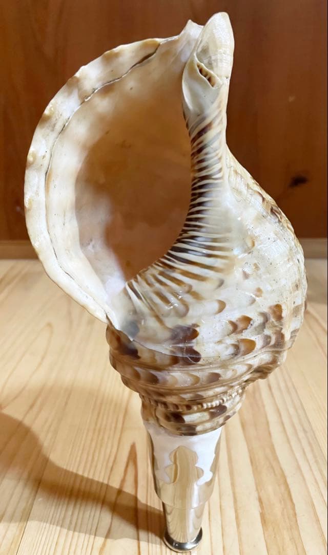 修験道法螺貝 山伏 密教 魔除け 熊よけ❣️ほら貝 ホラガ