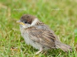 maiくま様 ☆ 確認用 シマエナガ、スズメ
