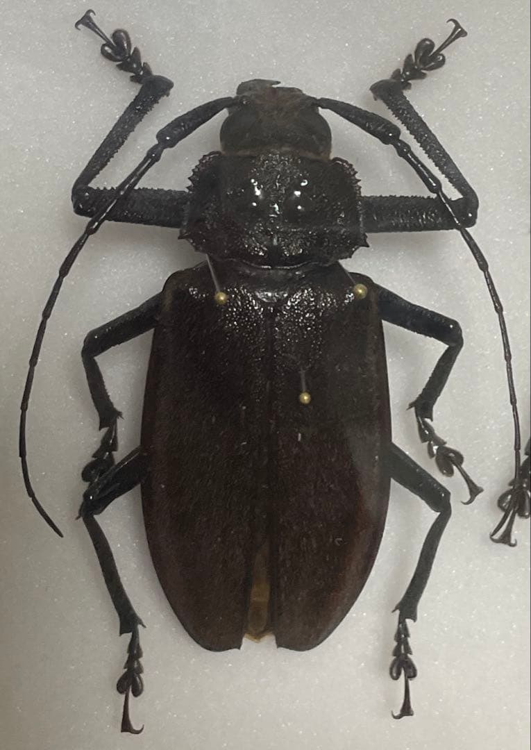 希少 特大 フィジー島 ウスバカミキリ 標本 ペア
