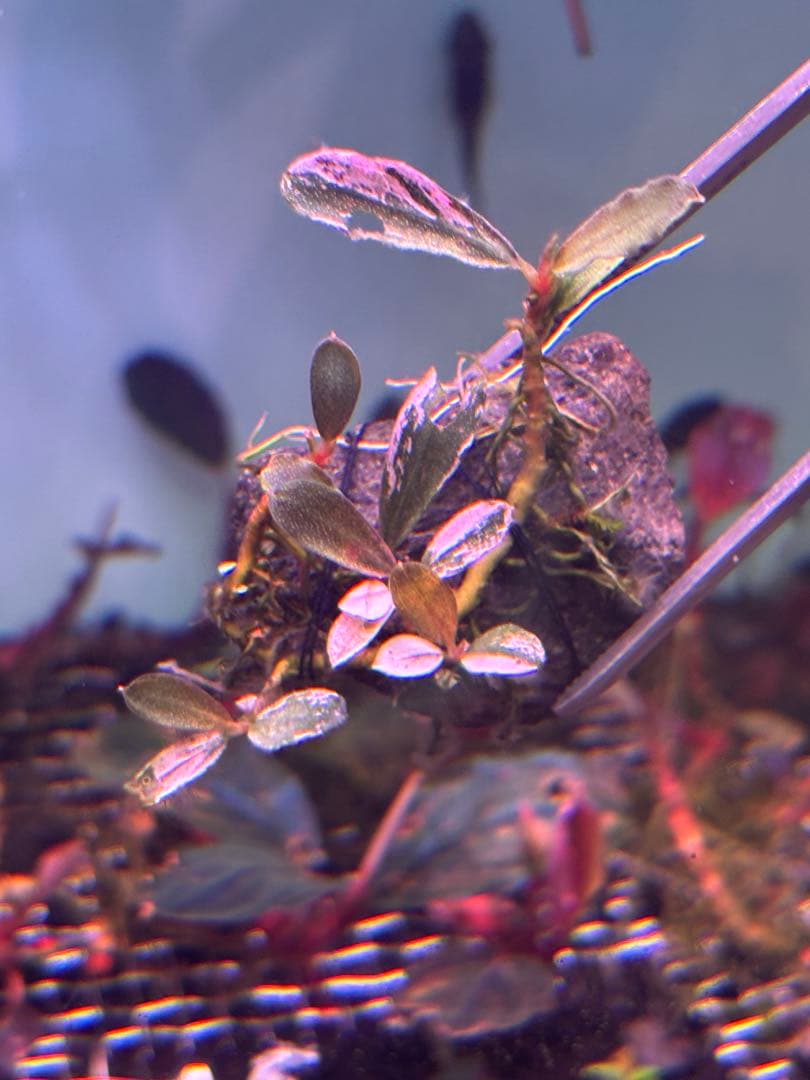 ブセファランドラ sp. Varigata pink 水中葉