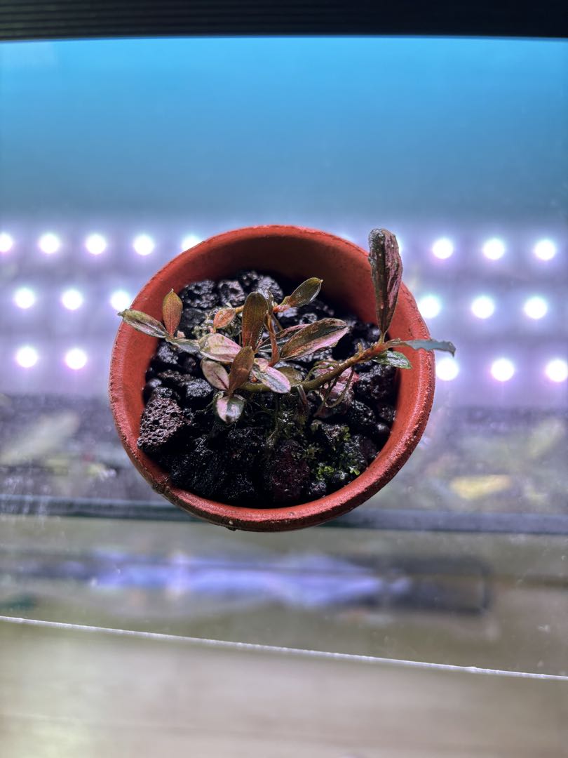 ブセファランドラ sp. Varigata pink 水中葉