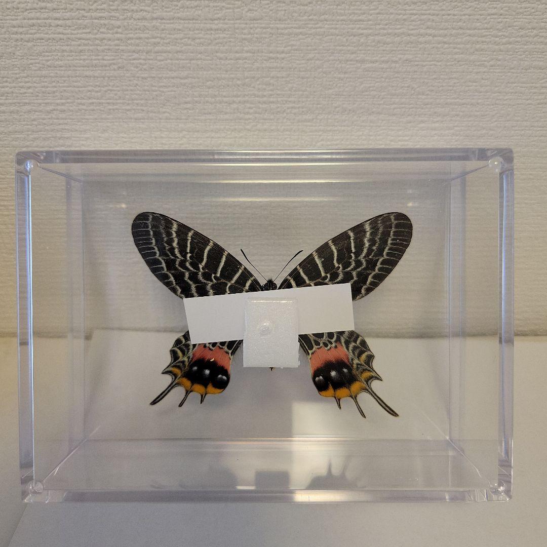 蝶の標本 幻のチョウの世界(特珍) - メルカリ