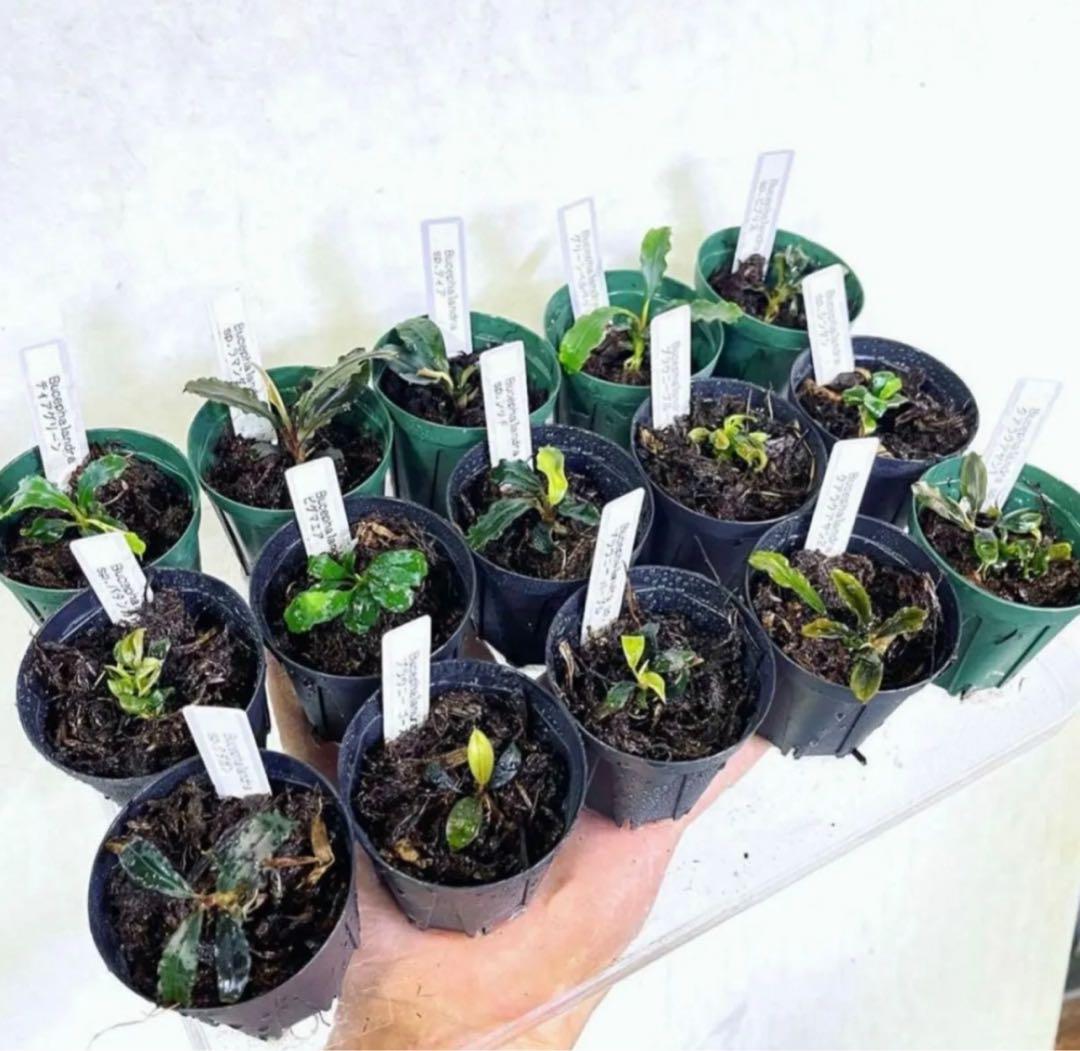 専用◇特◇ブセファランドラSP.よりどり15セット（良株） #ブセさかな