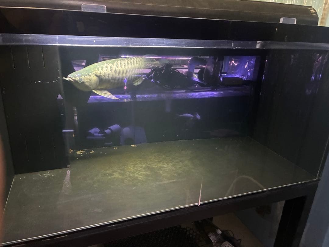 静岡県発！！！ 希少なサイズ。1200アクリル水槽 オーバーフロー水槽