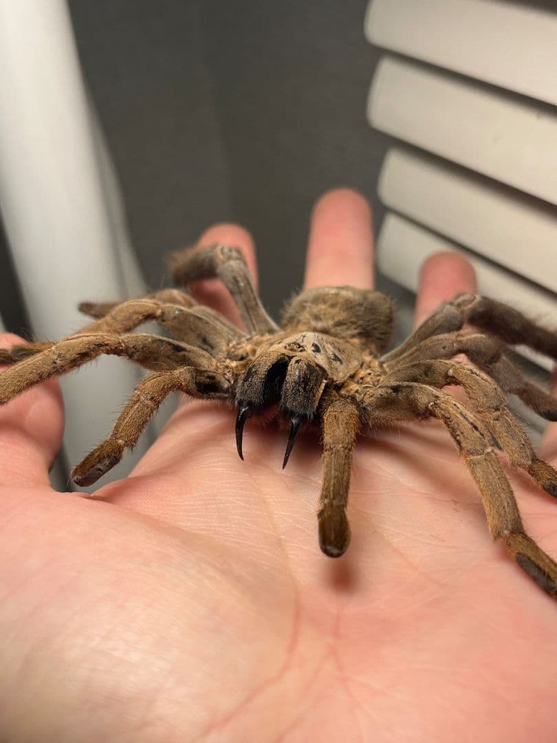 標本】ベトナムスタウトレッグアースタイガータランチュラ LS14cm程