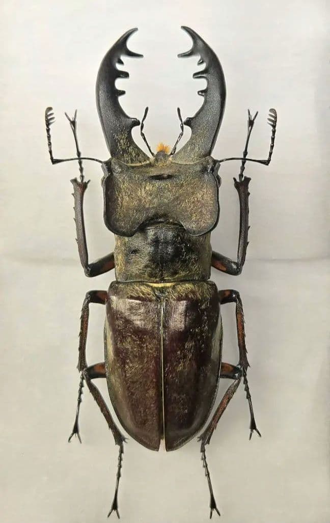 Brazil Morpho portis thamyris 71mm