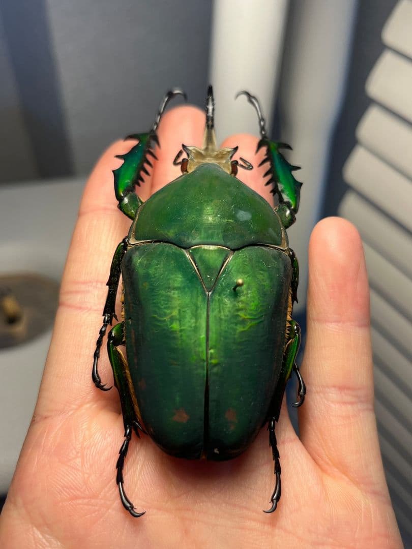 属内最大種】クビワオオツノハナムグリ カナブン ゴライアスオオツノ