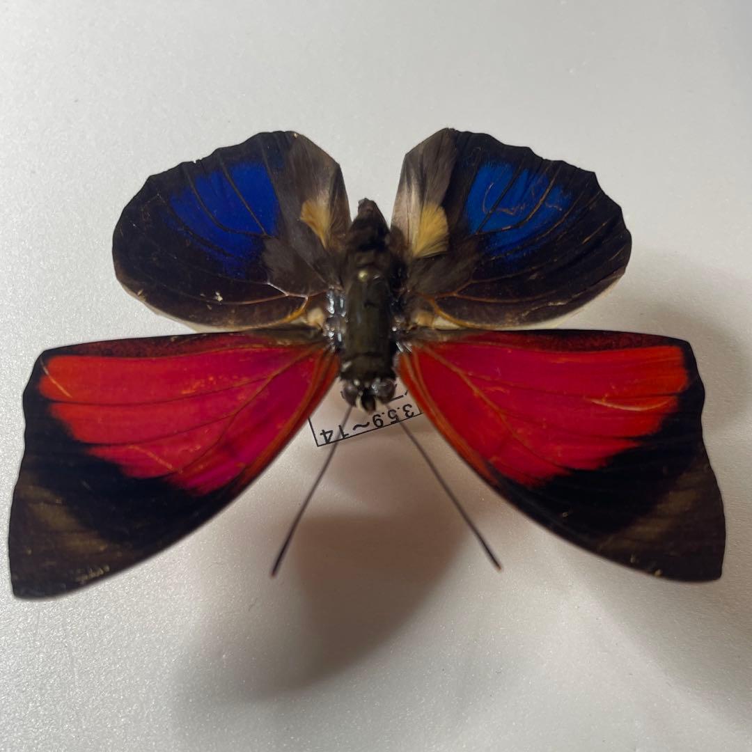 Agrias ペルー産 大型