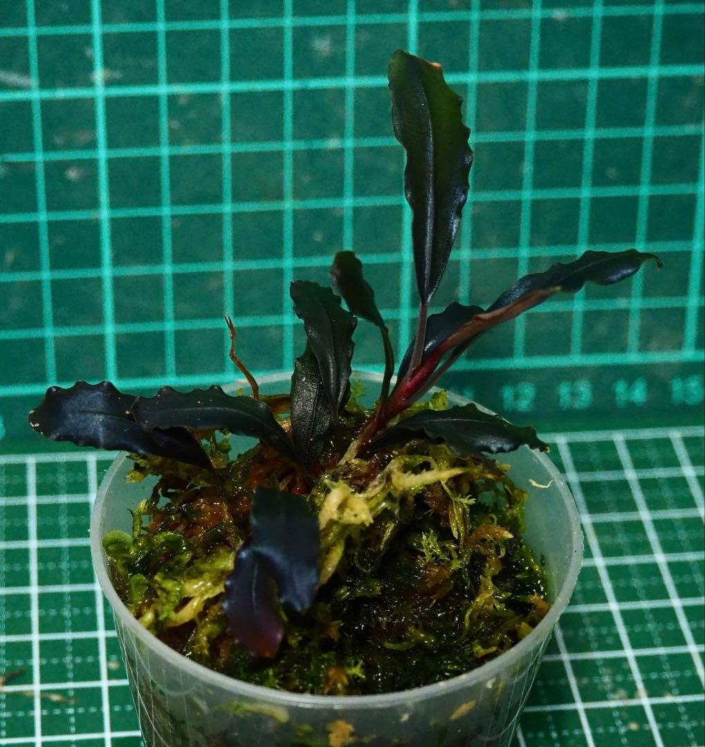水草 Bucephalandra Ghost kalimantan Bucephalandra Brownie Ghost Pale Veins Subtle Color | Aquatic Motiv