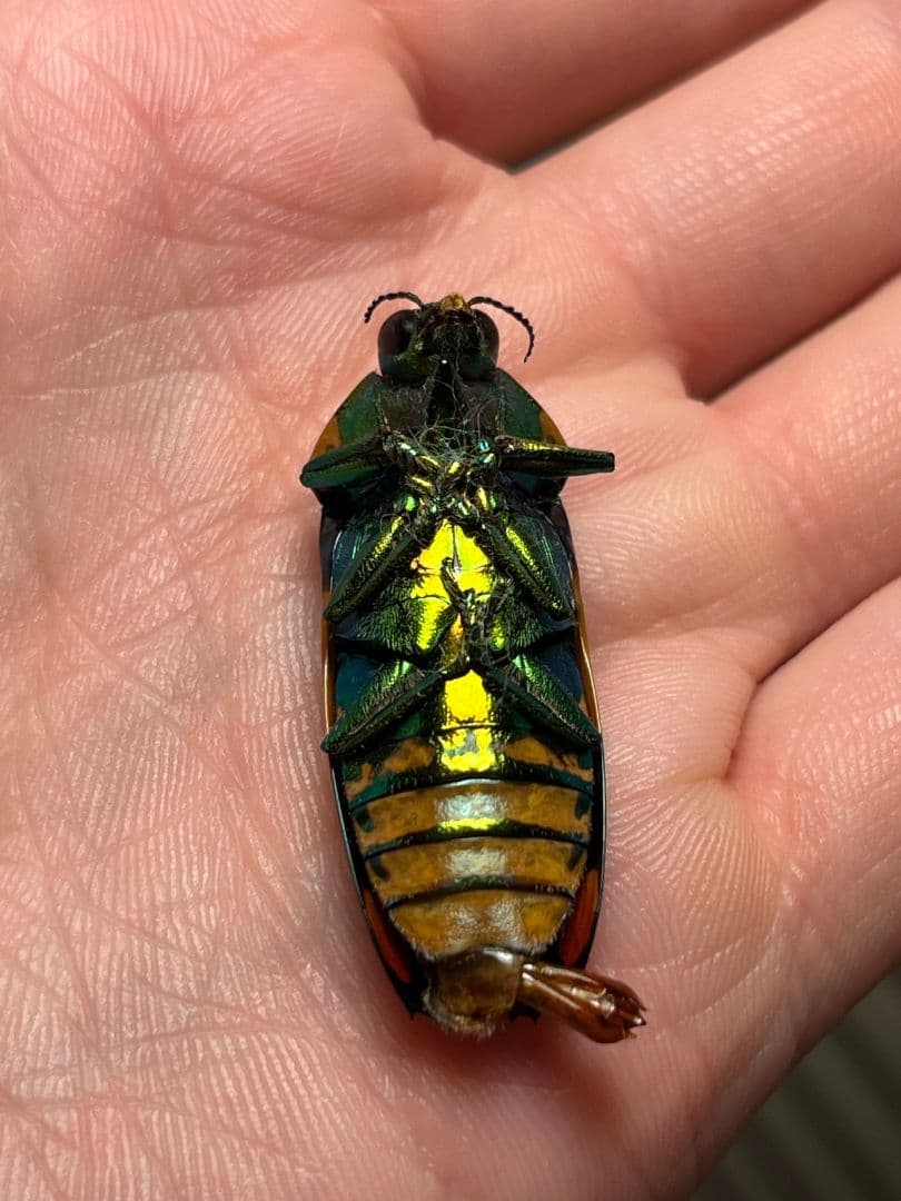 35mm♂】スハンダエオウサマムカシタマムシCalodema suhandae