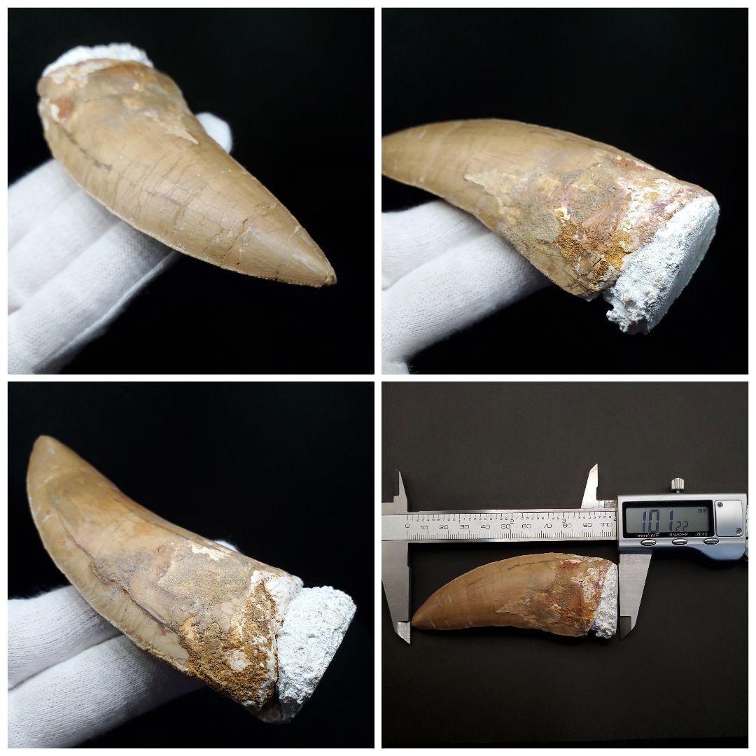 カルカロドントサウルス 歯 化石 本物 モロッコ産 101.22mm  fr80