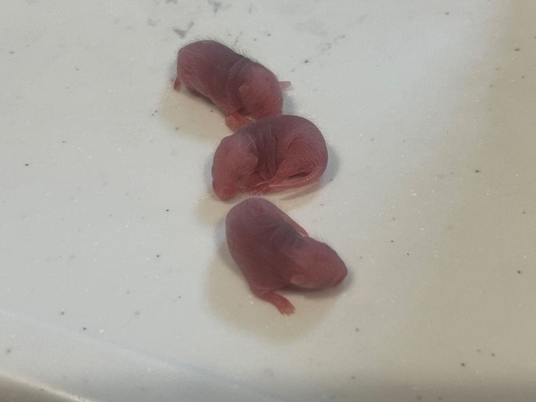 ヤワゲネズミ ピンク 200匹（オマケ10匹付き）