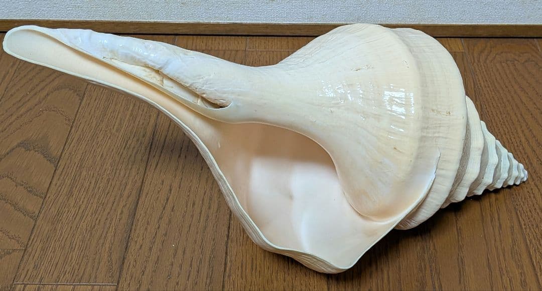 希少・40cm超え！】アラフラオオニシ貝 法螺貝