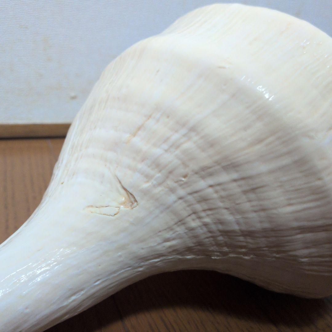 希少・40cm超え！】アラフラオオニシ貝 法螺貝