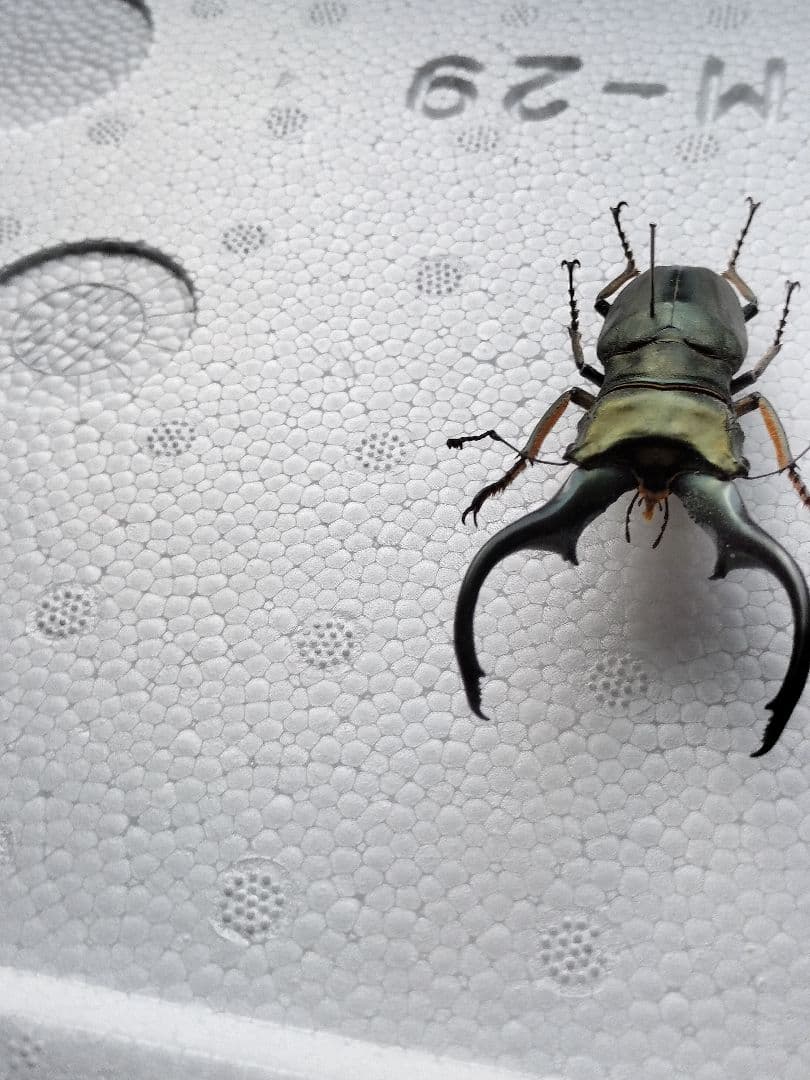 特大モンギローニホソアカクワガタ標本（超貴重） - メルカリ