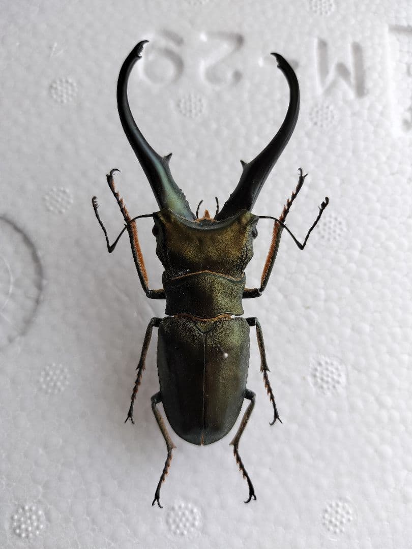 特大モンギローニホソアカクワガタ標本（超貴重） - メルカリ