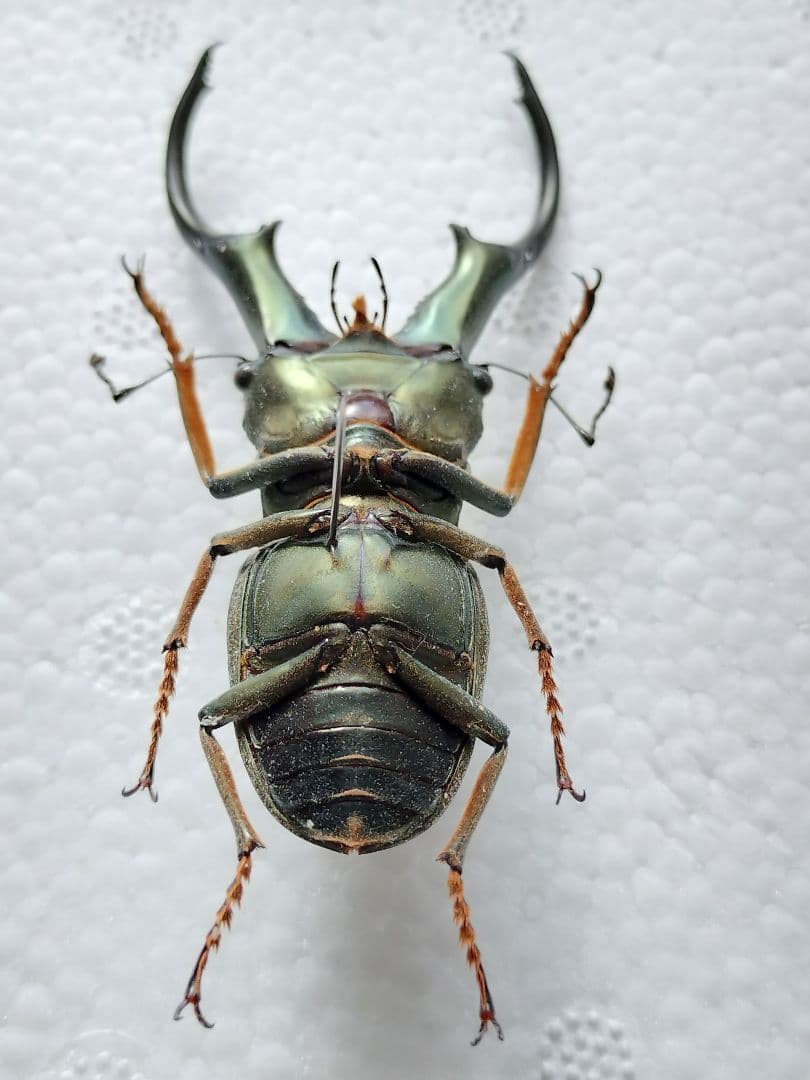 特大モンギローニホソアカクワガタ標本（超貴重） - メルカリ