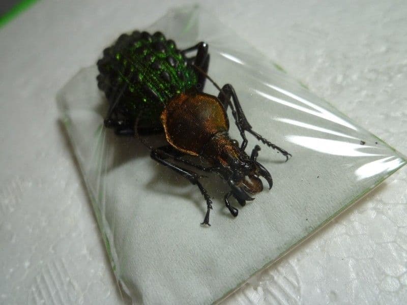 外国産オサムシ標本】イボカブリモドキ/湖北省.恩施産/48mm