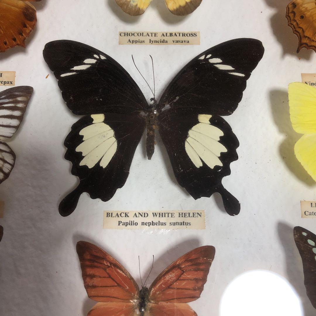 東南アジア系の蝶の標本です。 東南アジア系の蝶の標本です