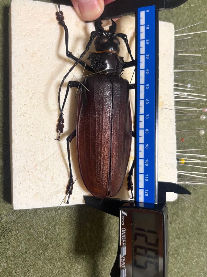 タイタンオオウスバカミキリ 標本