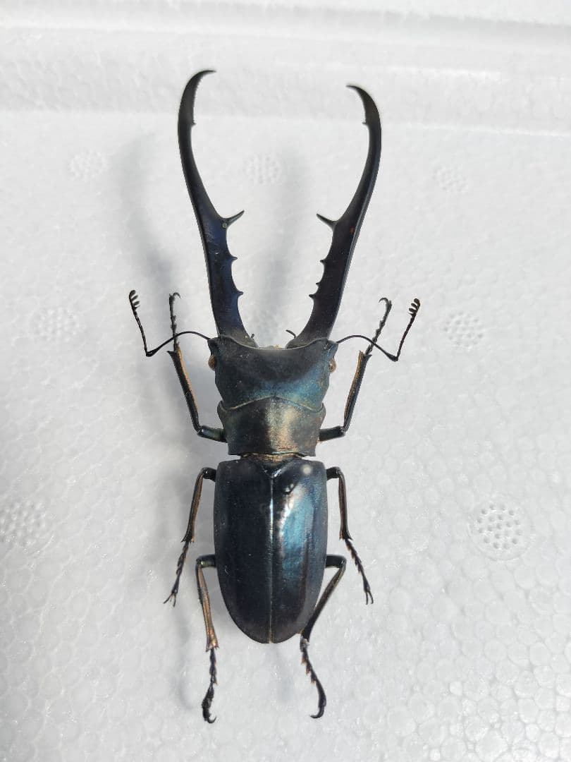 ブルー系メタリフェルホソアカクワガタ標本2♂セット - メルカリ