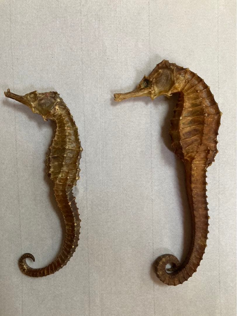 タツノオトシゴ 乾燥 標本 2セット 幸運のタツノオトシゴ標本セット