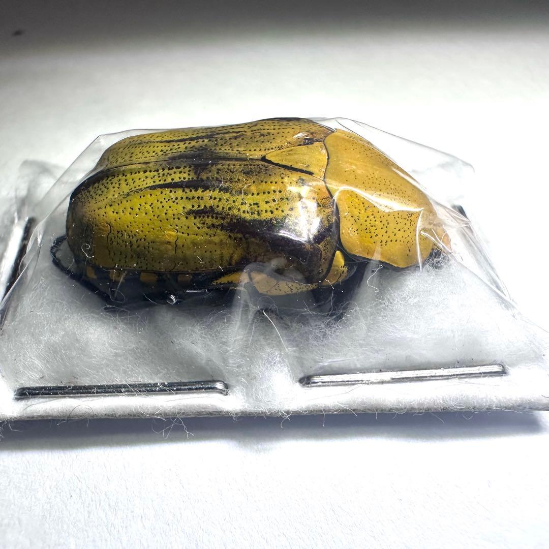 標本】ヤマブキマラガシーハナムグリ