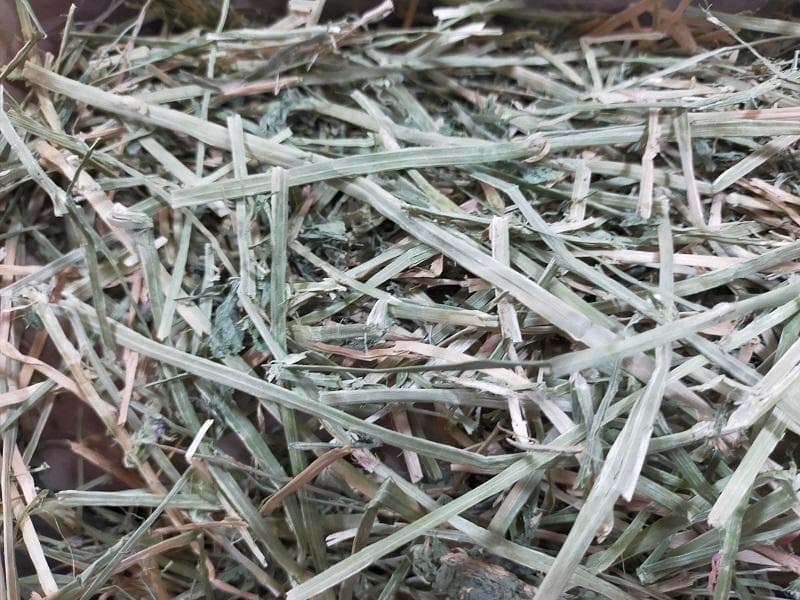 5/31まで】 カナダ産 チモシー 50kg スーパープレミアム 1番刈り