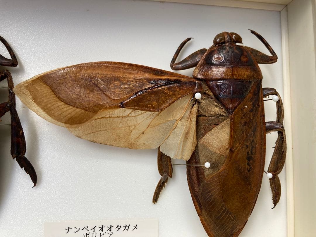 昆虫標本】世界最大水生昆虫“ナンベイオオタガメ” 新着