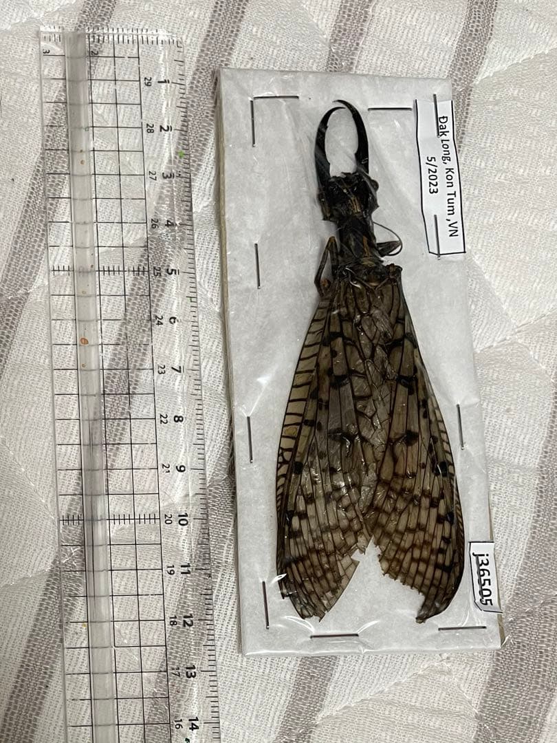 コンゴ産 赤道州 トルクアタ 79mm