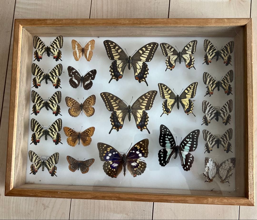 パルナシウス・ジャックエモンティー（1オス、インド産）