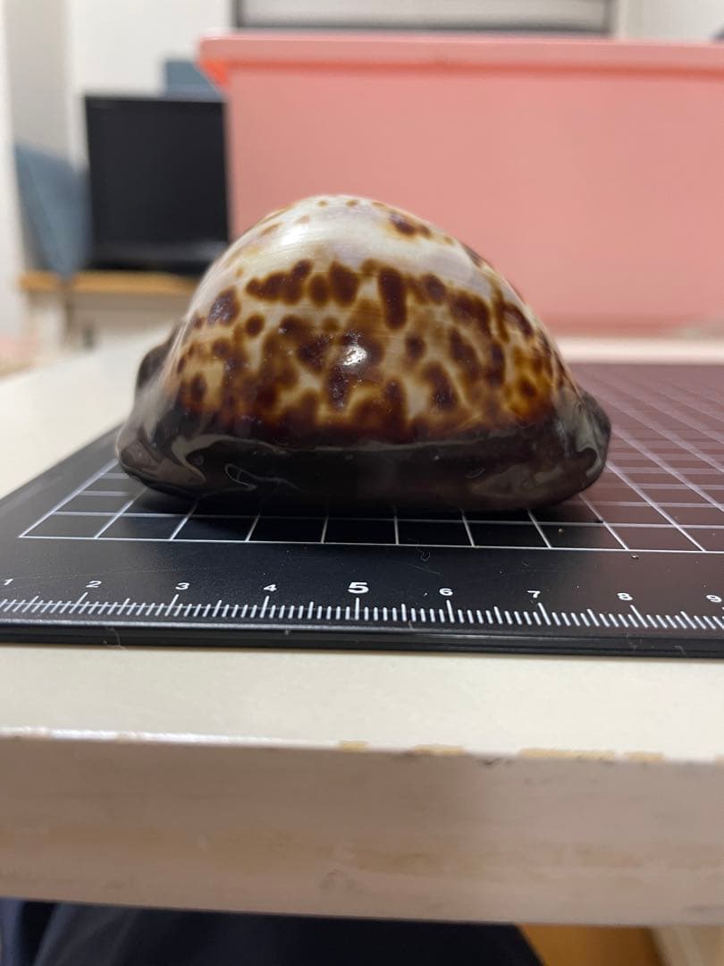 ビードロダカラ　貝殻　標本 ビードロダカラ 貝殻 標本