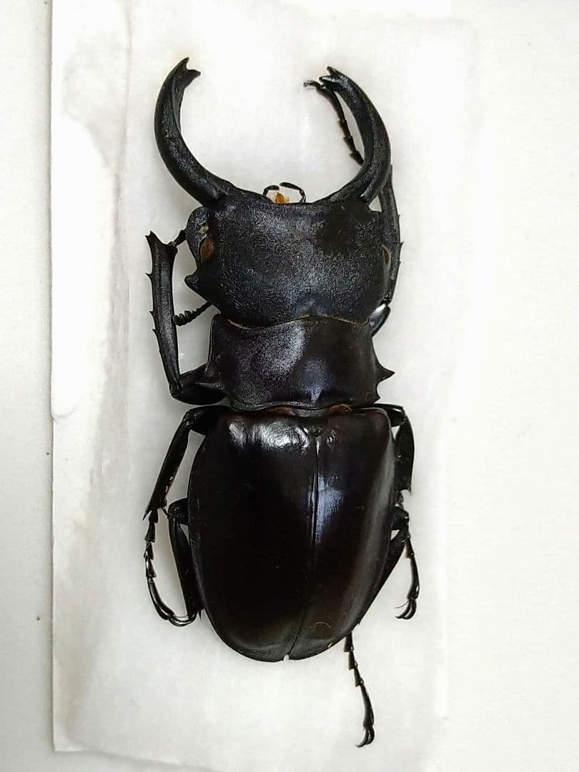 大型カメラツヤクワガタ標本