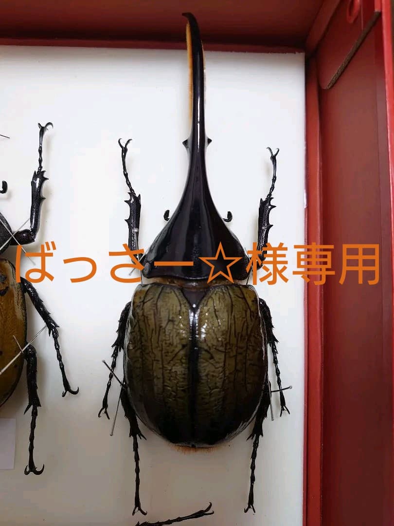 大型ヘラクレスリッキーオオカブト標本（ブルー系） 高品質