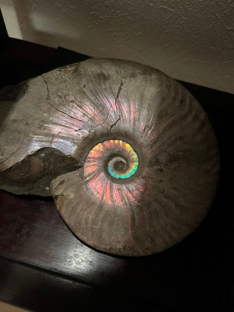 虹入りアンモナイト化石　大きめサイズ13.5cm アンモライト 虹入りアンモナイト化石 大きめサイズ13.5cm アンモライト - メルカリ