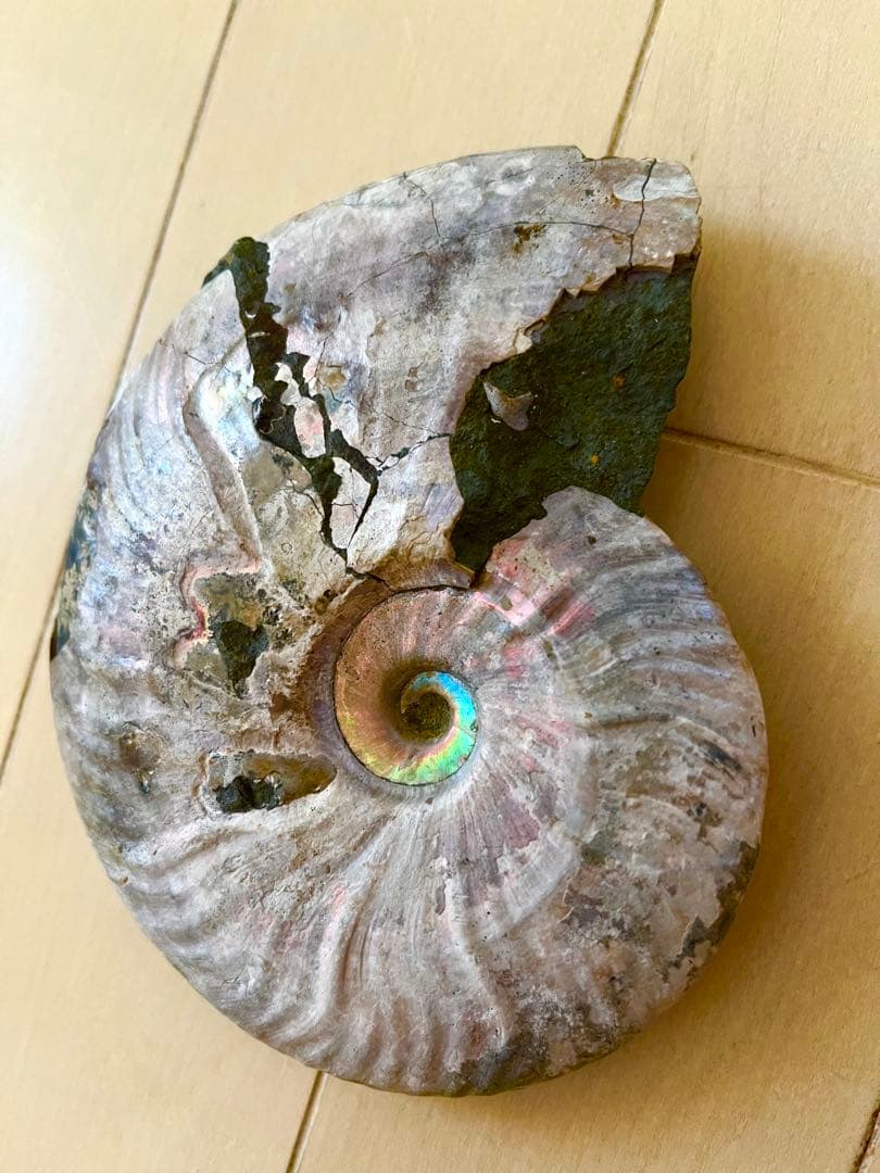 虹入りアンモナイト化石 大きめサイズ13.5cm アンモライト - メルカリ