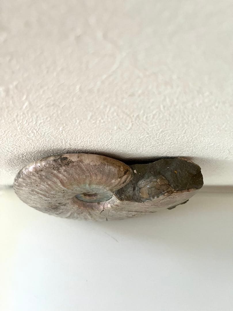 虹入りアンモナイト化石 大きめサイズ13.5cm アンモライト