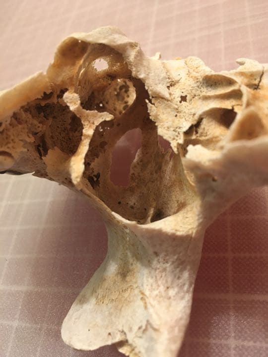 カモシカ 頭蓋骨、角、骨 3点セット 天然記念物 希少 スカル 骨格標本