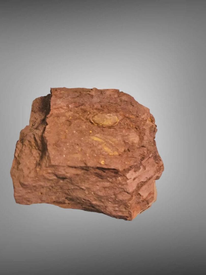 コレクション放出 Virgulaxonia elegans 中国雲南省 化石 - メルカリ