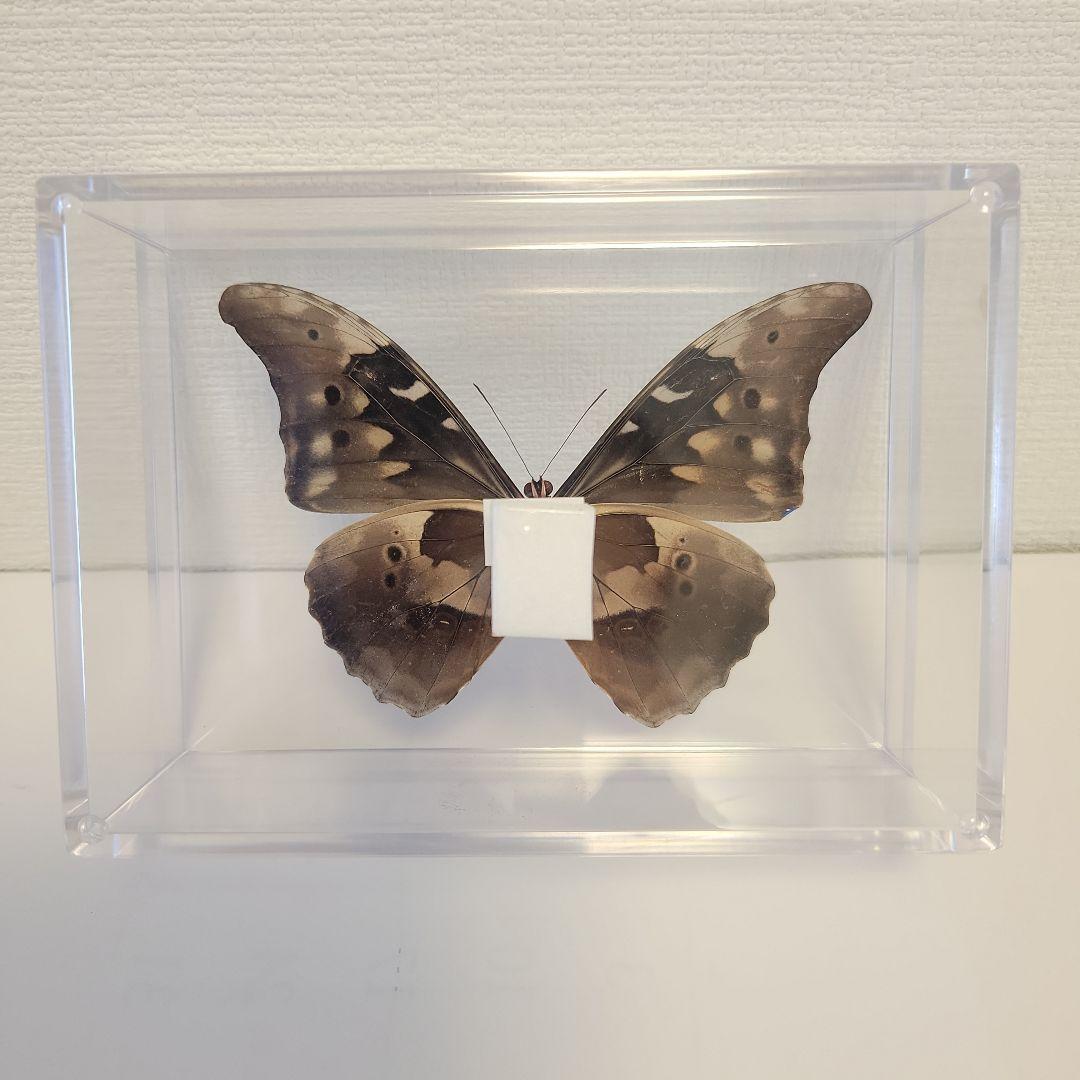 蝶の標本 熱帯ジャングルを舞う宝石(珍珍)